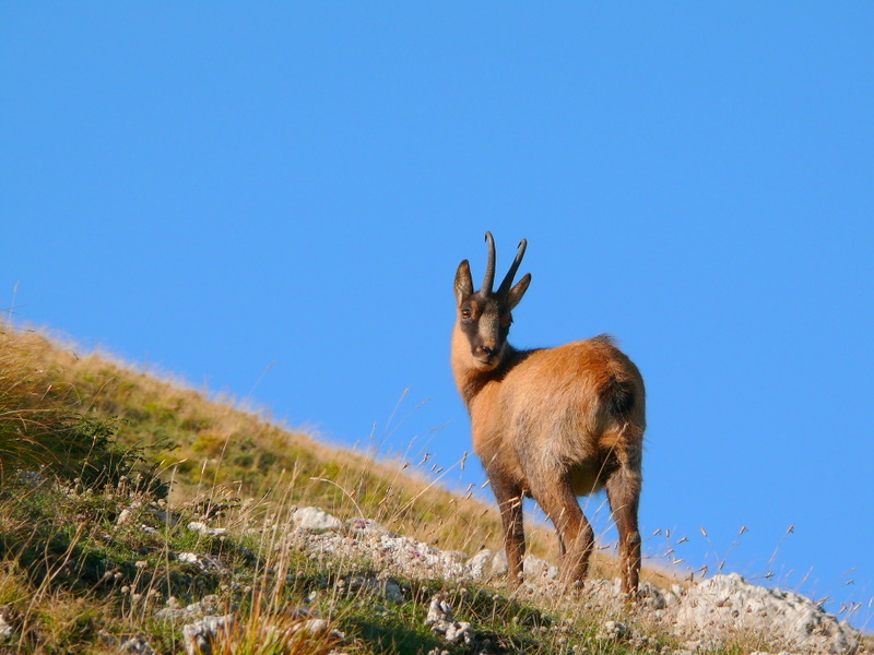 Camoscio d''Abruzzo Rupicapra pyrenaica ornata